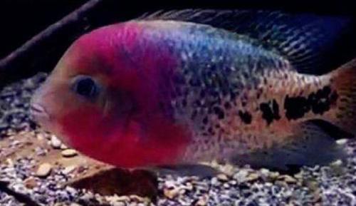 世界上最漂亮的鱼第一名,世界上最漂亮的十大鱼排名