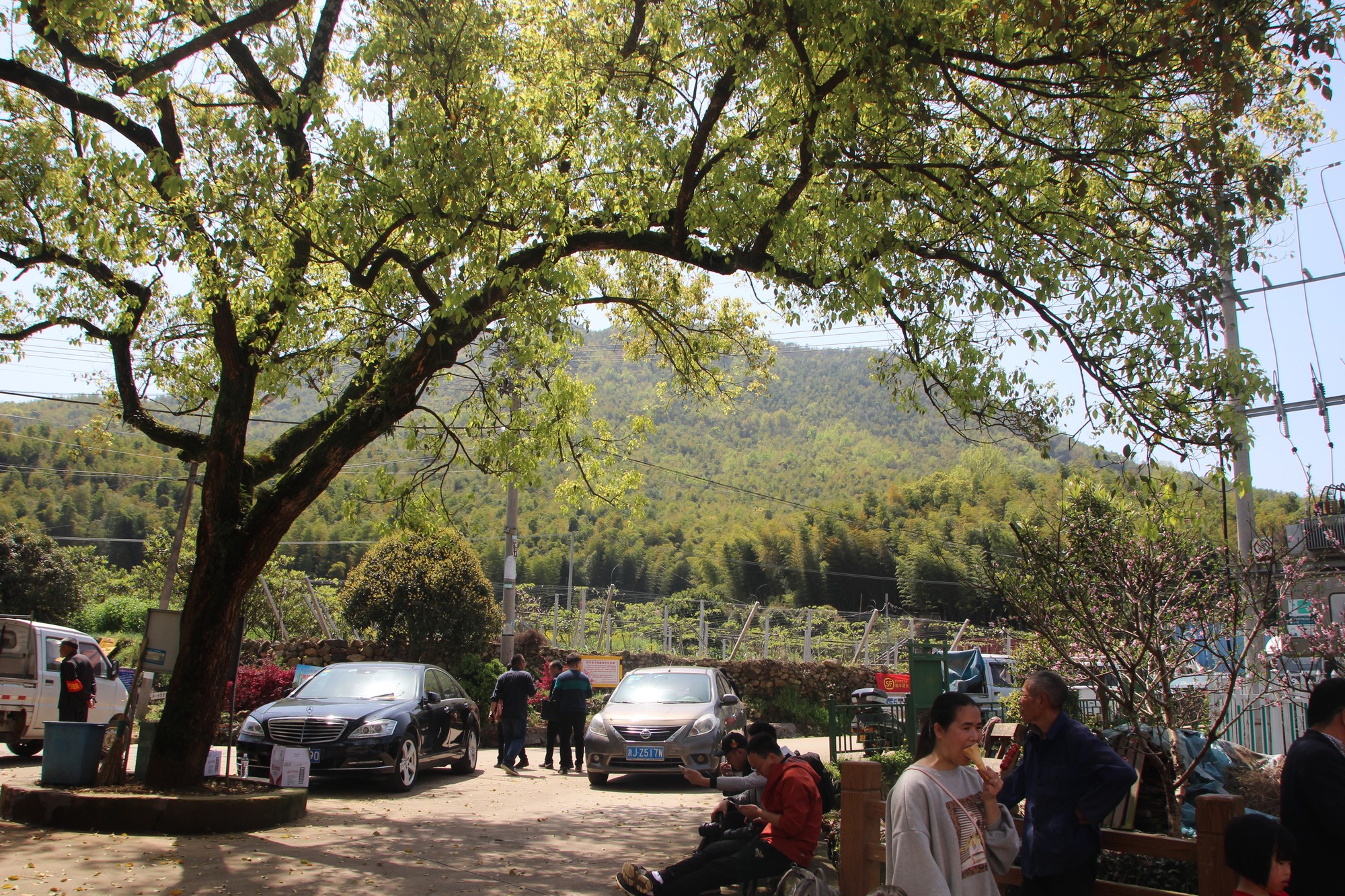 临海黄土山竹笋,浙江竹笋哪里最好