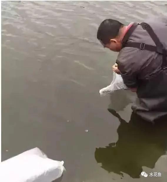 怎样提高鲫鱼水花下塘成活率,水花鱼苗下塘怎么处理
