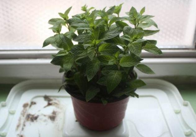 适合家里养的32种花净化空气,家里必养4种花特别漂亮