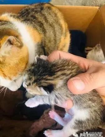 比特犬把哈士奇按在地上,比特犬把小崽叼给主人视频