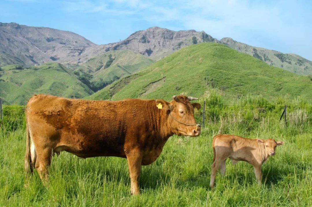 日本的牛肉为什么叫和牛,正宗日本和牛是什么样子的