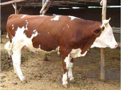 母牛流产后注意什么,母牛出现流产现象该用什么药