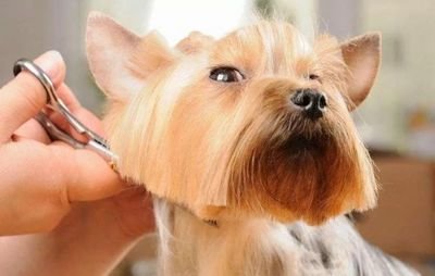 狗狗中暑后体温下降怎么回事,气温多高狗狗中暑怎样抢救