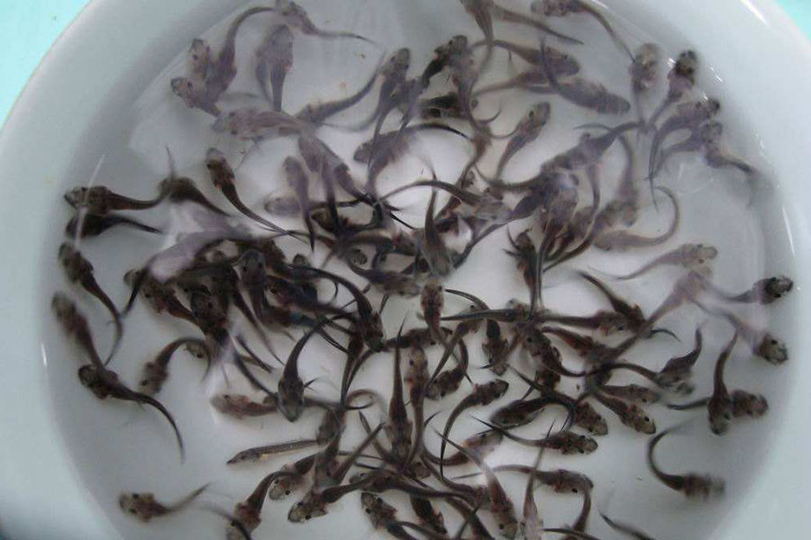 鲟鱼怎样养吃什么料,鲟鱼怎么喂养