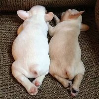 同一窝法斗如何挑选幼犬,纯种法斗如何养最佳