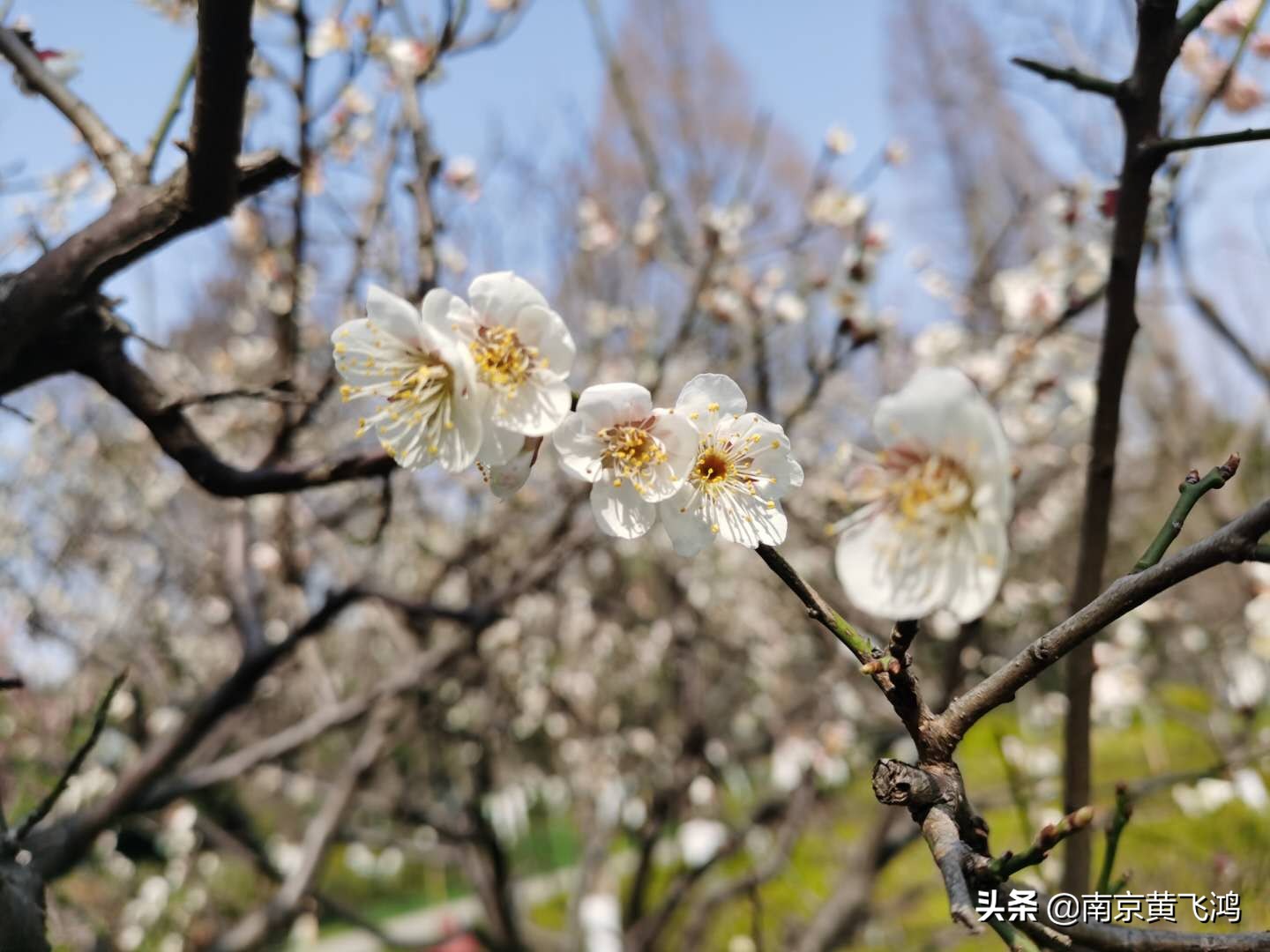 南京梅园梅花什么时候开,南京梅花节花期过后是什么样子的
