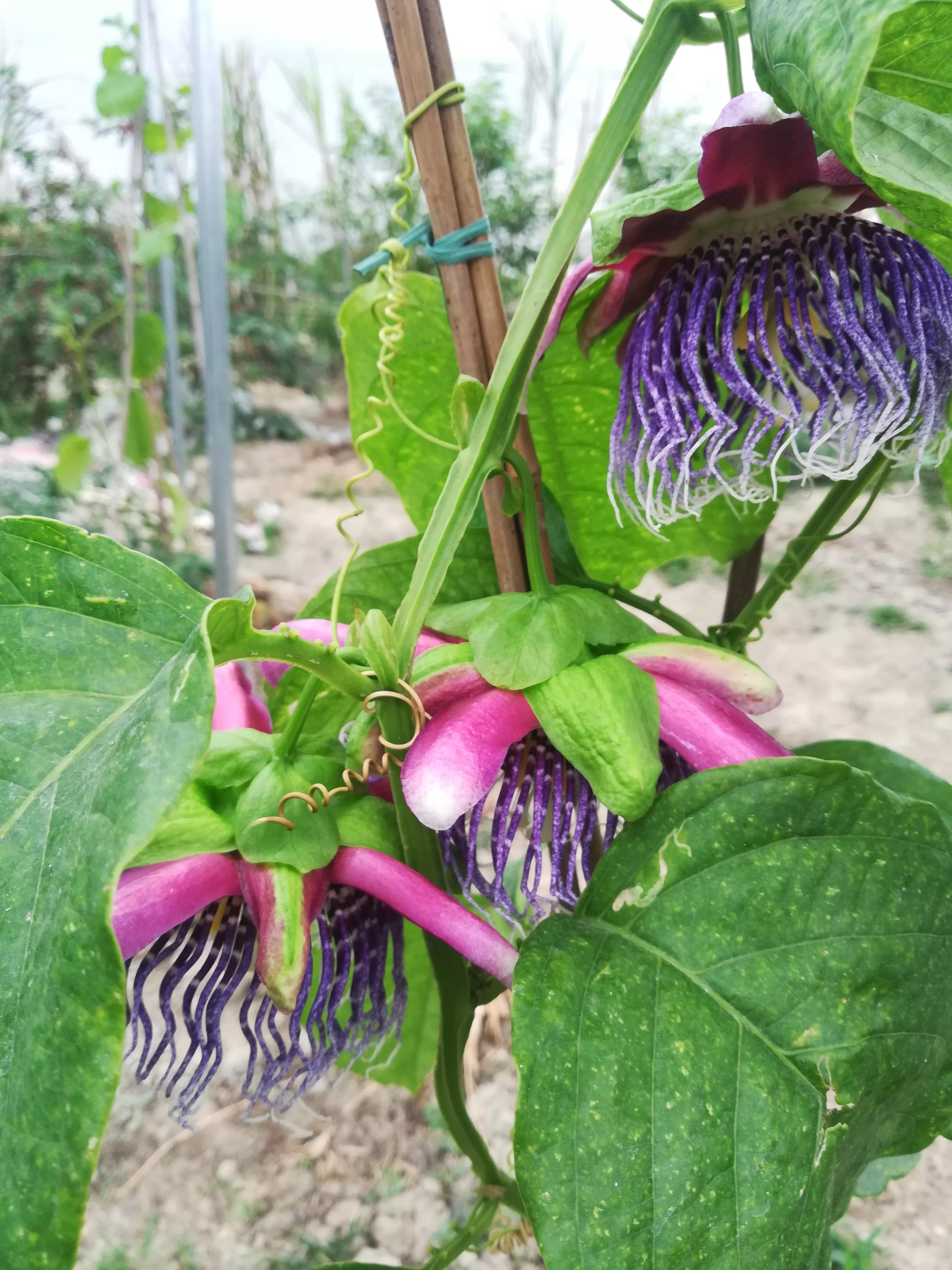 挣扎三年，终于找到不用农药的好办法（一）