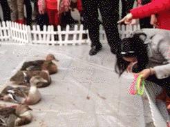 鸭子烂嘴脱皮怎么治疗,鸭子烂嘴怎么办