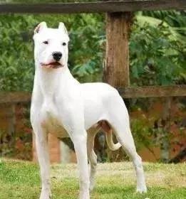 如何养好一只杜高,如何养好一只杜高犬