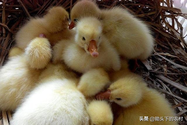 刚孵出来小鹅怎么养详细教程,养鹅孵化场地怎么建设