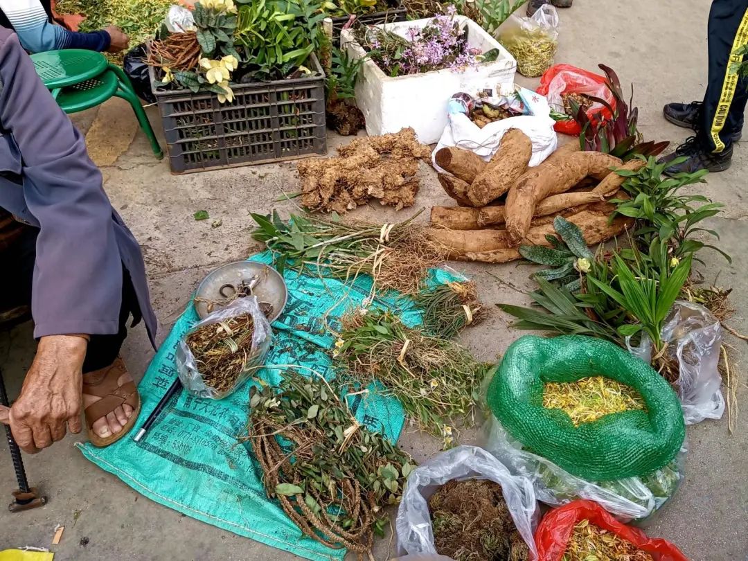 天价兰花成交,昂贵的野生兰花