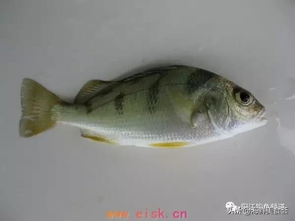 中国本土最便宜的鱼10种,哪些鱼档次又高又便宜