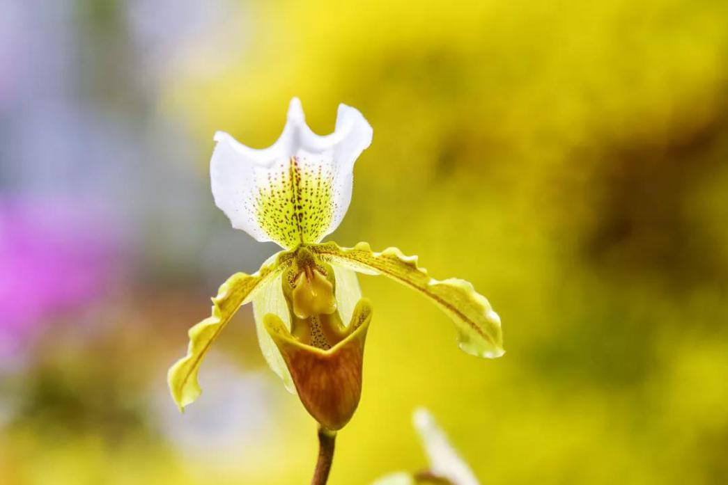 君子兰吊兰蝴蝶兰的图片,吊兰属不属于兰花的一种
