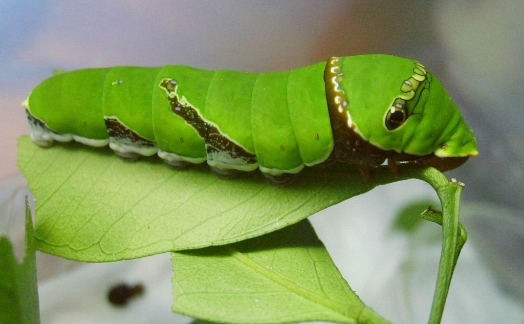 柚子树日记300字,柚子树的观察日记700字以上