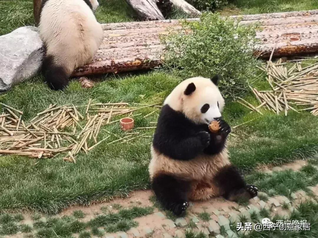 西宁熊猫馆门票可以多次进入吗,西宁熊猫馆门票多少钱