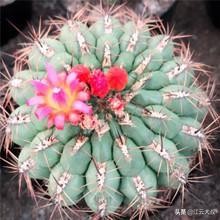 吸甲醛大型绿植仙人球,仙人球和多肉吸甲醛吗