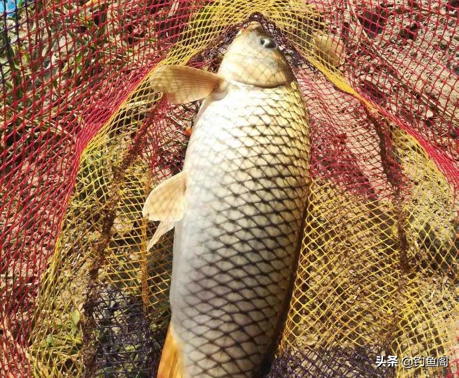 哪几种饵料销量最高？特意去渔具店打听，原来这10款最受欢迎