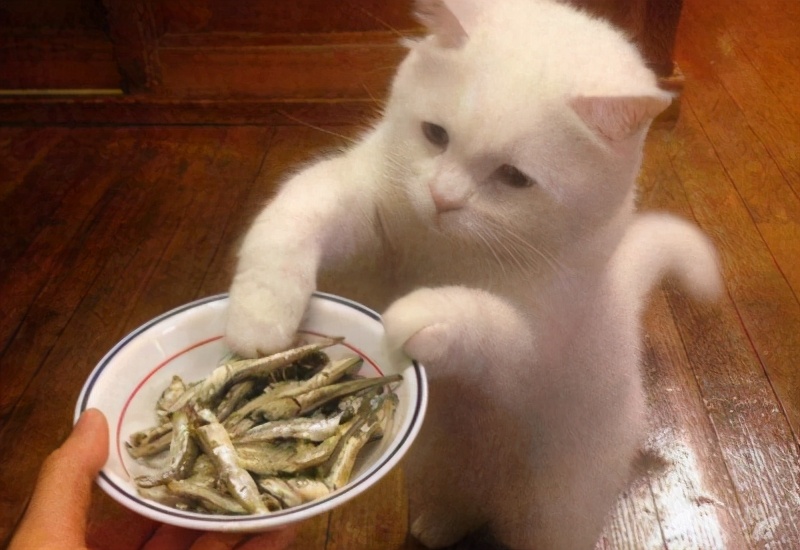 别再给猫咪喂食“这些食物”了，一不小心，命都没了