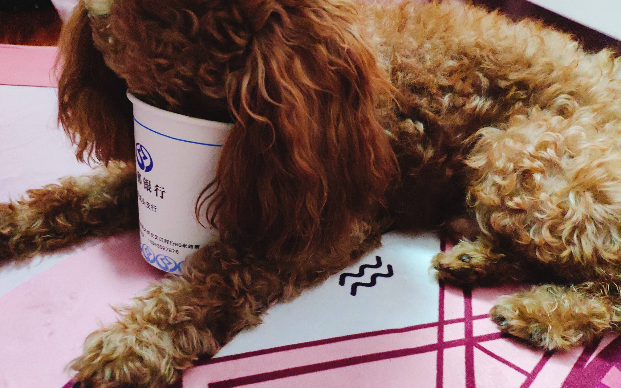 养泰迪的禁忌,泰迪不能吃哪些食物