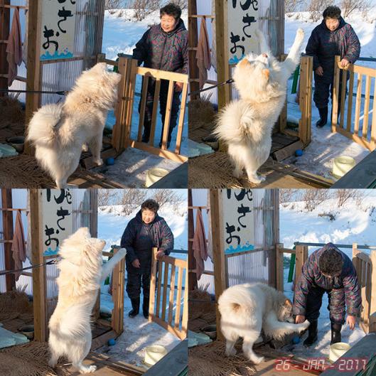 日本网红狗狗去世,日本狗死了