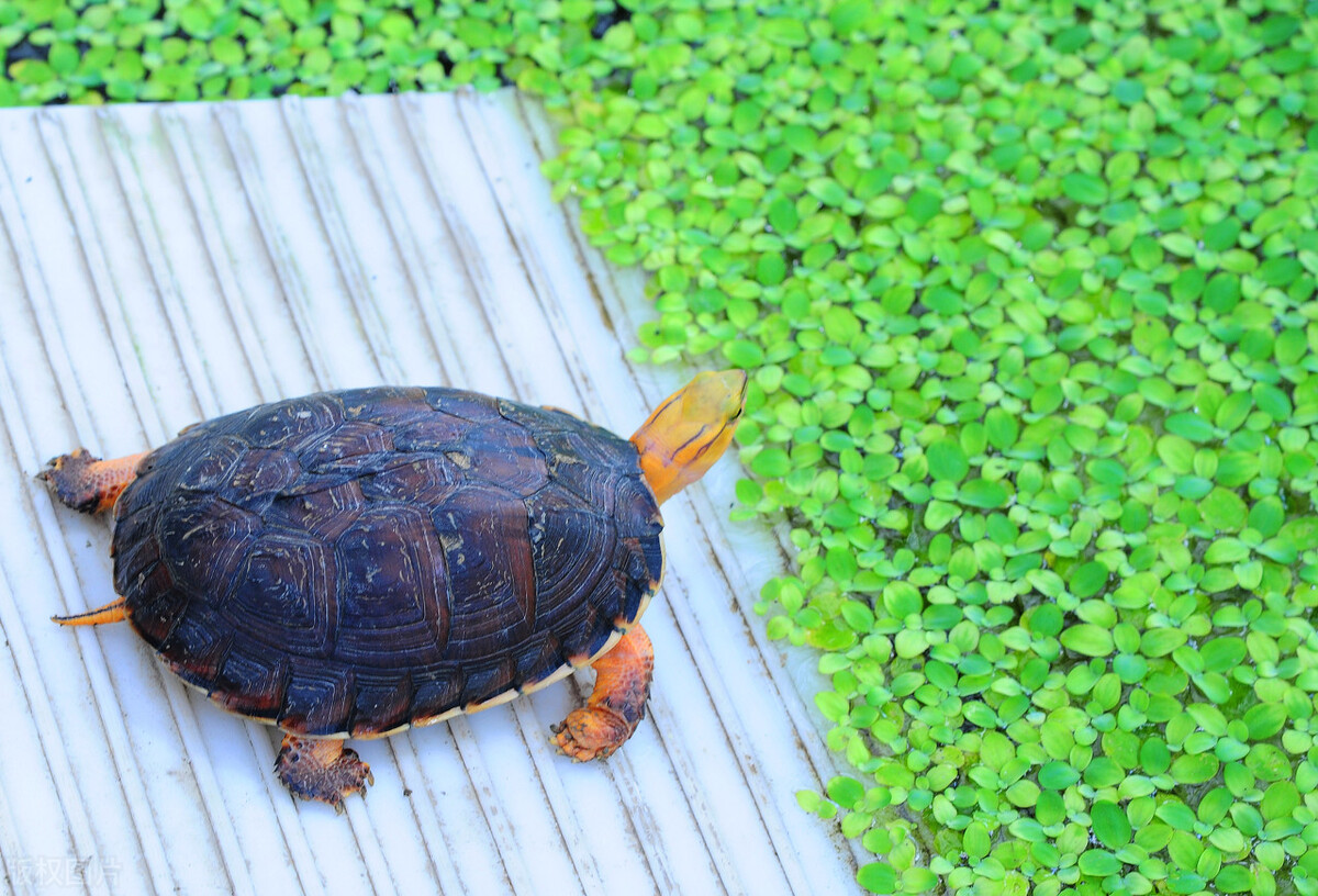 黄缘龟和红腿陆龟能一起养吗,黄缘龟是陆龟还是水龟日常怎样养