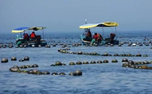獐子岛扇贝逃跑,獐子岛扇贝跑路史