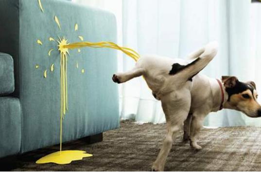 狗狗总是乱尿?教你排查原因+解决乱尿问题