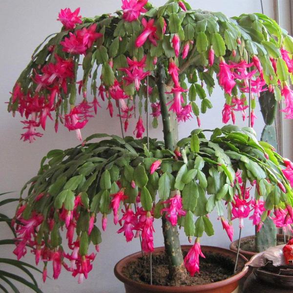 仙人掌养了20多年,最丰产的仙人掌