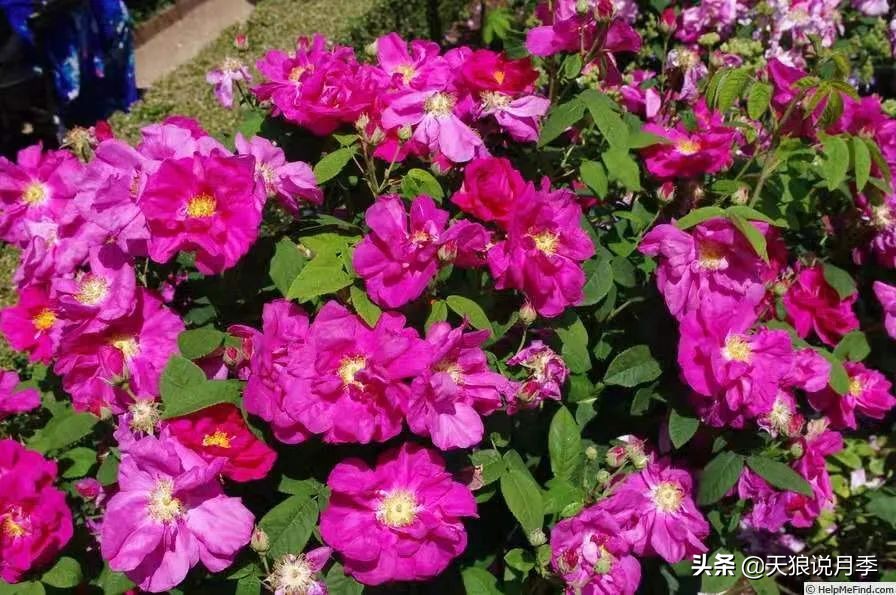 怦然心动月季,怦然心动月季秋季什么样