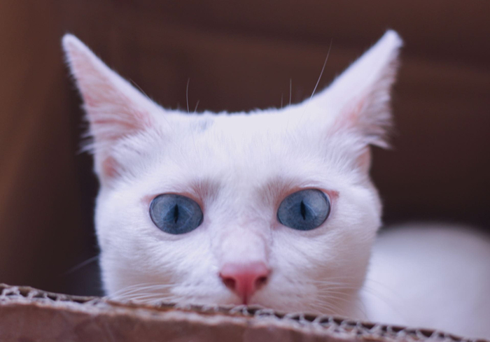 蓝眼白猫耳聋是什么原因,白猫蓝眼的猫咪都患病吗