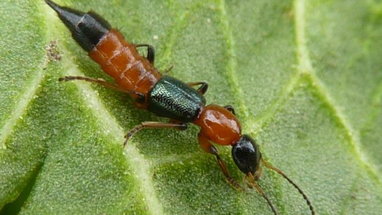 40岁女人脸被隐翅虫烧伤毁容吗,隐翅虫碰到脸上了是不是会毁容