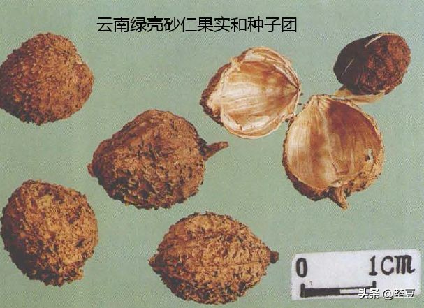 砂仁的好与坏的识别,如何辨别砂仁的真假