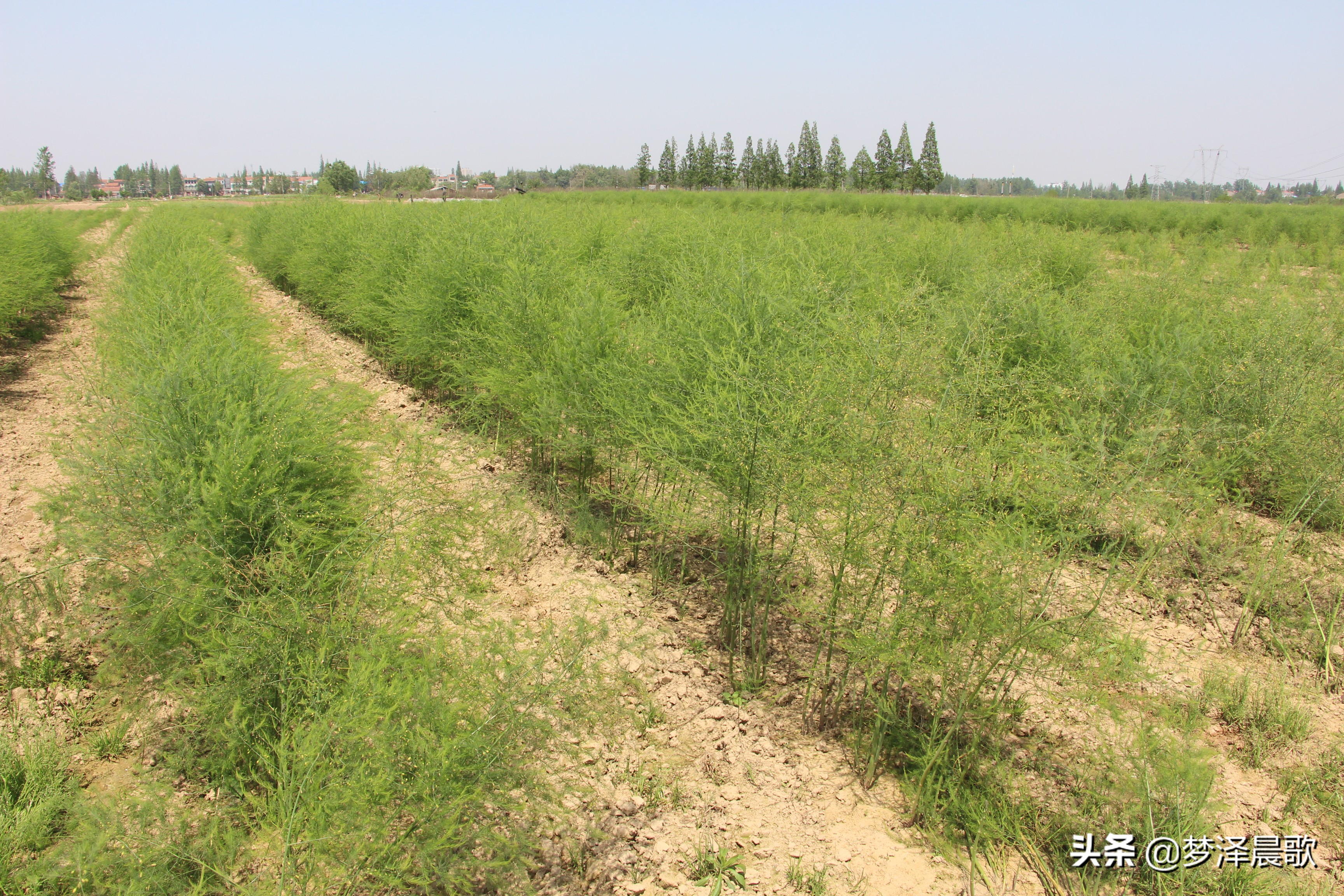 赣州芦笋基地,最新芦笋产业基地