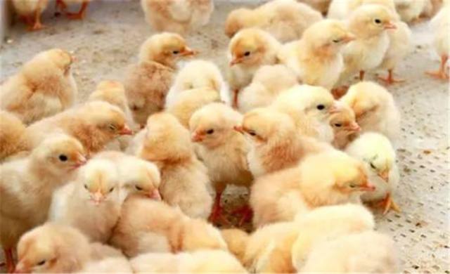 花水湾旅游度假区酒店,花水湾金陵温泉酒店是天然温泉吗