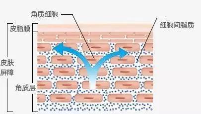 兰蔻哪一款是真正的小黑瓶,兰蔻小黑瓶最低价多少合适