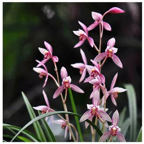 我心目中的月季,我心目中排第一的蝴蝶兰