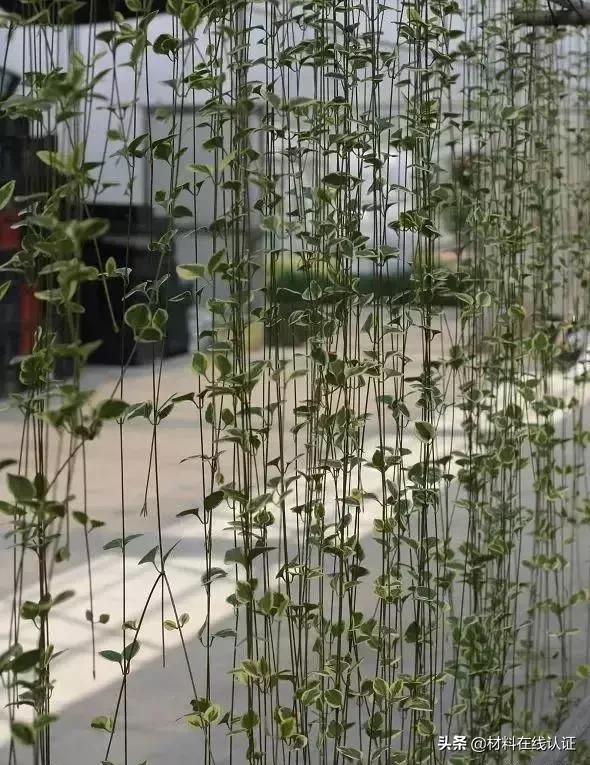 植物窗帘效果图大全,植物窗帘图案