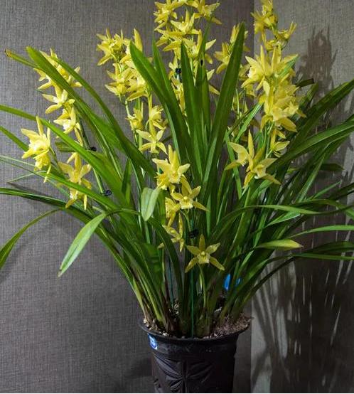 好看又好养的兰花有哪几种,推荐几款香味最好而且好养的兰花