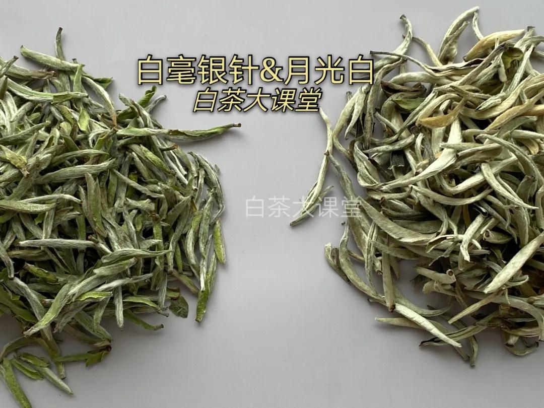 月光白老品种白茶,为什么有人说月光白是普洱茶