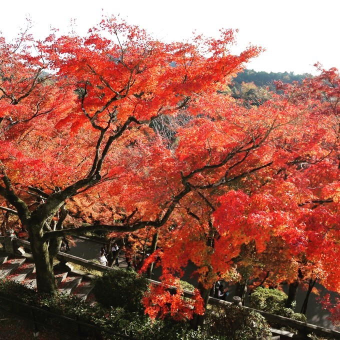 日本京都枫叶季旅游攻略,日本关西赏枫旅游攻略