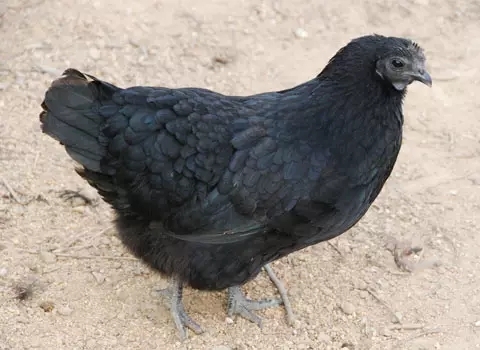 土鸡品种有哪些哪个品种好养,土鸡品种最好的是什么品种