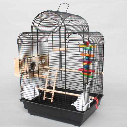 家庭养鸟的风水禁忌,手养鸟平时怎么饲养