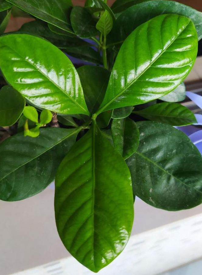 给绿萝来点它不到1个月疯长不停,绿萝怎么爬满墙不黄