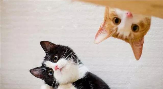 猫砂盆太脏了会导致猫咪乱尿吗,猫咪乱尿有异味怎么去除异味