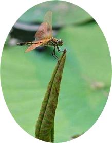 部编版语文一二三年级古诗文汇总,语文部编版二上古诗二首