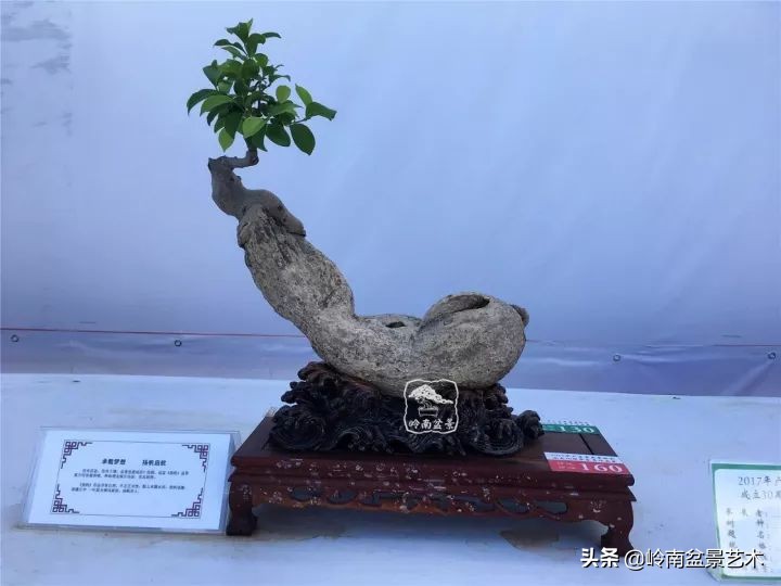 我喜欢的榕树盆景,泉州榕树盆景