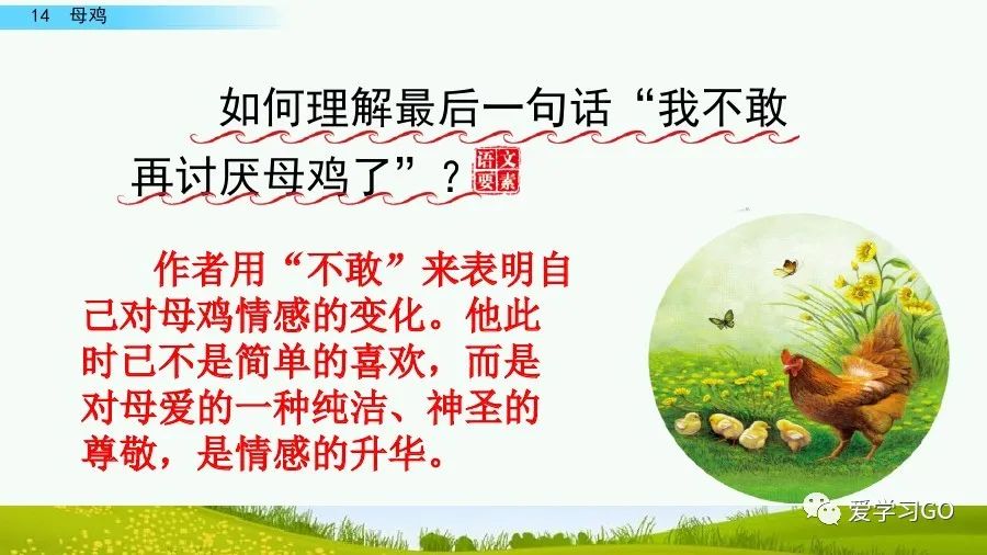 部编版四年级下册15课白鹅解析,部编版四下语文第13课母鸡预习