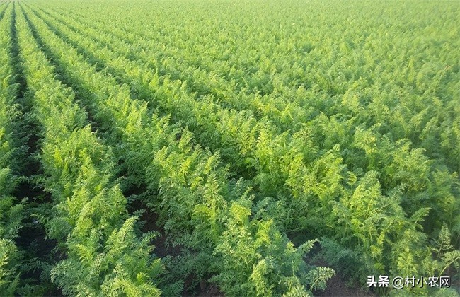 种植胡萝卜的利润及成本,种植胡萝卜的前景怎么样