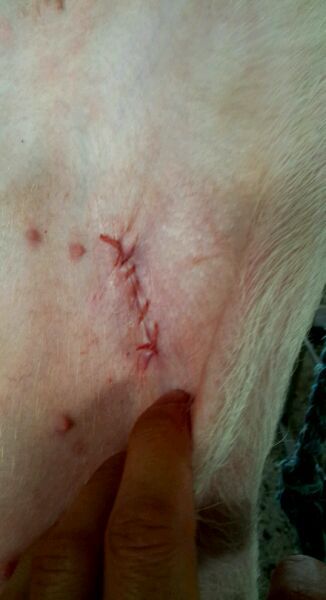 小公猪漏肠技术,小公猪漏肠最简单的处理方法